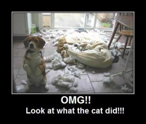 Look what the cat did