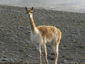 vicuna