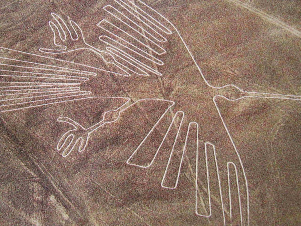 Nazca bird